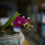 Lang plezier van bloeiende planten in huis